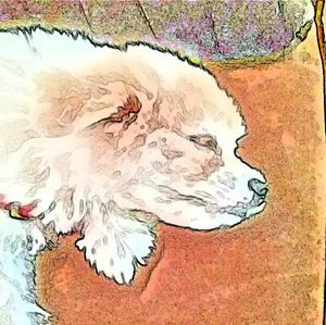 Meet your Posher, Marcy